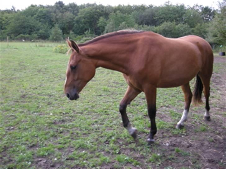 Anden særlig race Nikita af Hedelykke billede 7