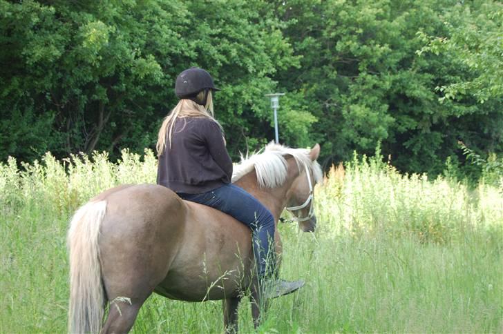 Haflinger Duchess *Prinsessen*  - fordi jeg elsker dig, du vidunderlig. billede 2