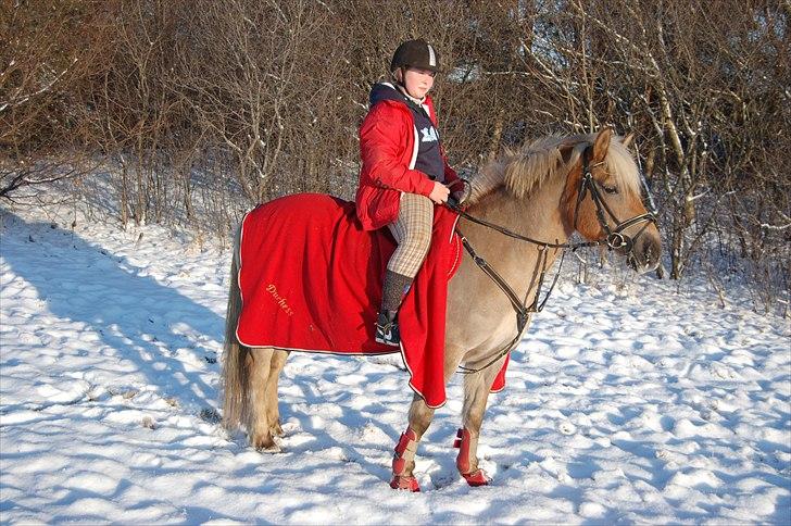 Haflinger Duchess *Prinsessen*  - Sidste tur i den fantastiske sne på verdens mest fabelagtige hest! Duchess minpige :´( billede 3