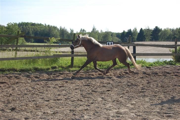 Haflinger Duchess *Prinsessen*  - løs på banen, her i juni måned. fordi du har personlighed!<3 billede 4