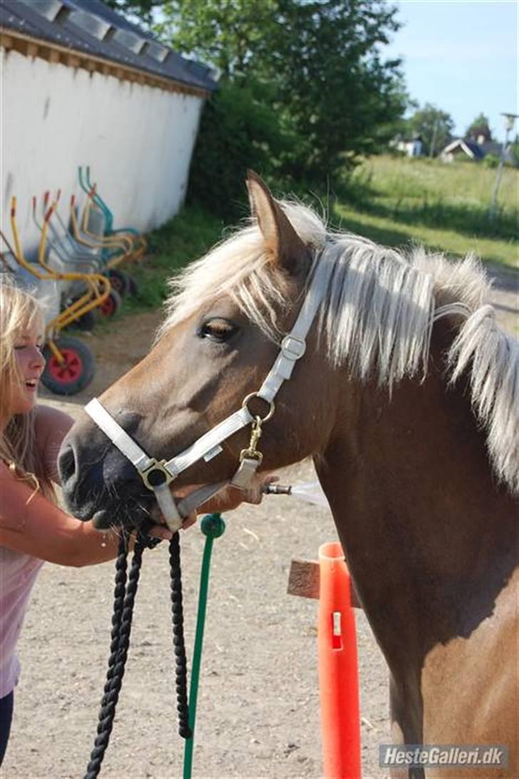 Haflinger Duchess *Prinsessen*  billede 5