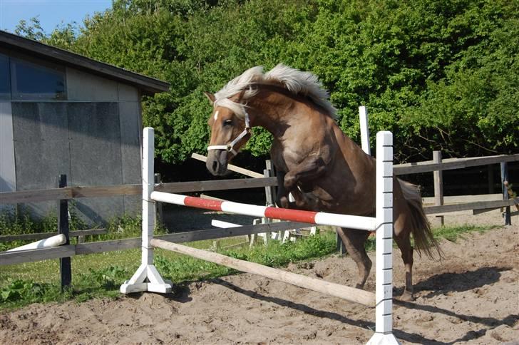 Haflinger Duchess *Prinsessen*  - løs spring 1 m. fordi du har talent <3 billede 7