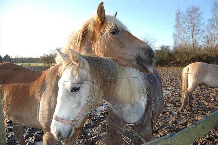 Haflinger Duchess *Prinsessen*  - Verdens skønne hest,står sammen med Sjalina. billede 8