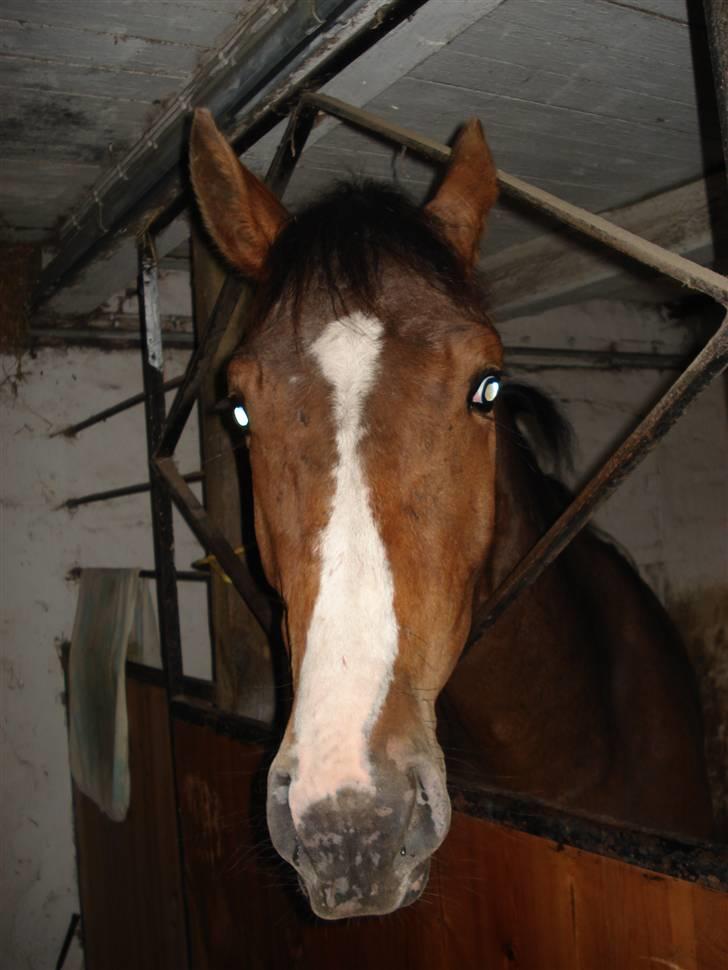 Anden særlig race Mj Sioux  (solgt) billede 4