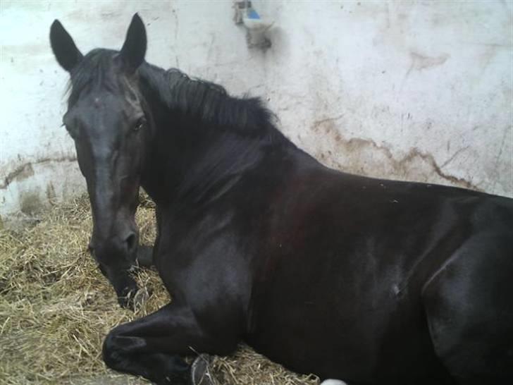 Oldenborg Mira *gammel part* billede 12