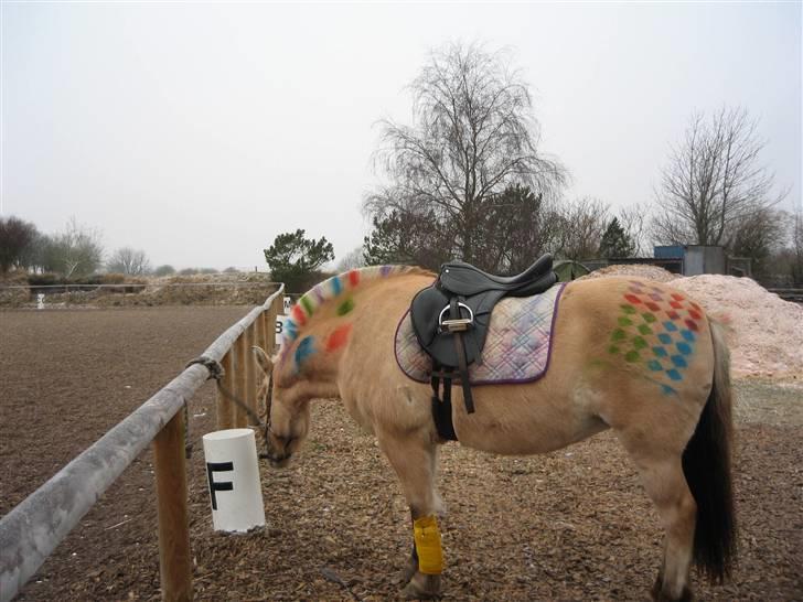 Fjordhest Santa <3 R.I.P  billede 10