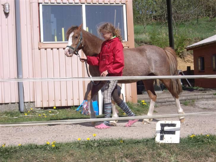 Welsh Pony af Cob-type (sec C) Molly/solgt. billede 12