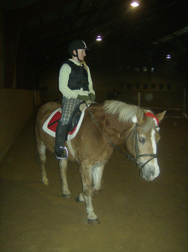 Haflinger Valerie - Skridtpause til spring 2010. billede 4