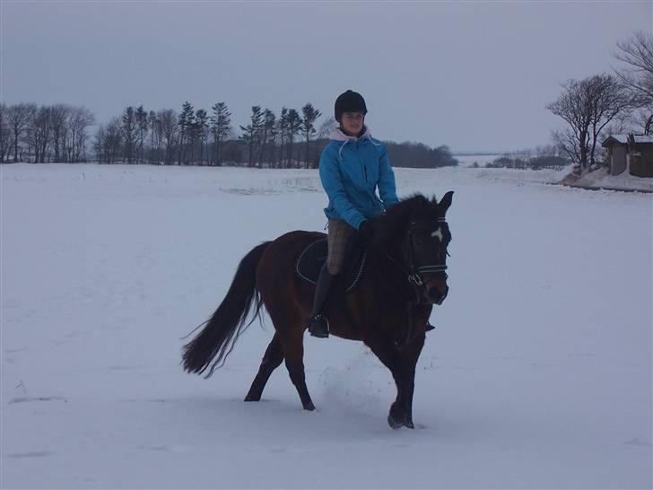 New Forest | Lærke - 9. En tur i sneen billede 9