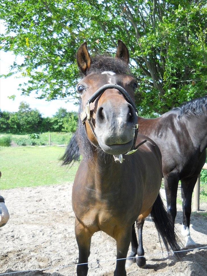 New Forest | Lærke - 11. På folden - "Jeg har vel ikke noget i næsen, har jeg?" :D <3 billede 11