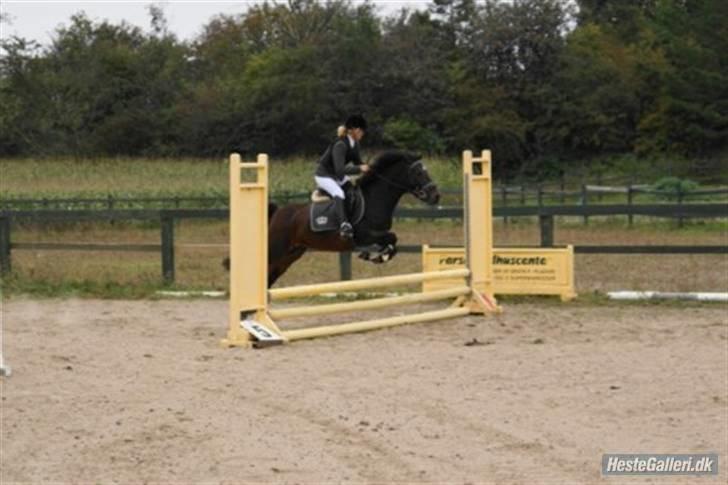 New Forest | Lærke - 13. LD (Rytter: Malene) billede 13