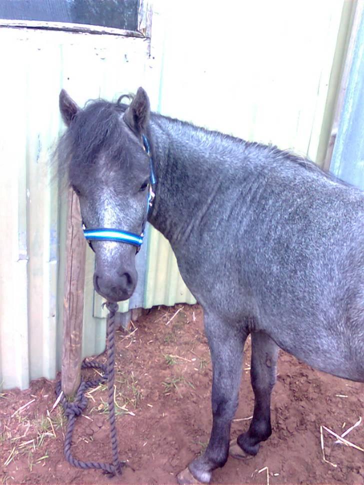 Welsh Mountain (sec A) tarzan <3 billede 10