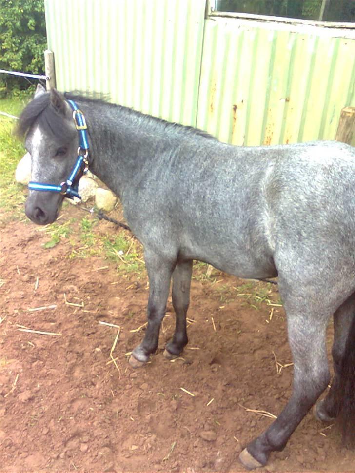 Welsh Mountain (sec A) tarzan <3 billede 11