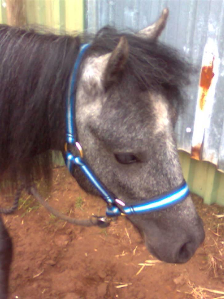 Welsh Mountain (sec A) tarzan <3 billede 12