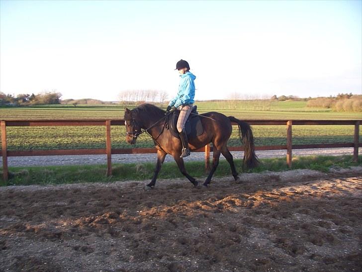 New Forest | Lærke - 14. Dressur en dejlig aften ;D billede 14