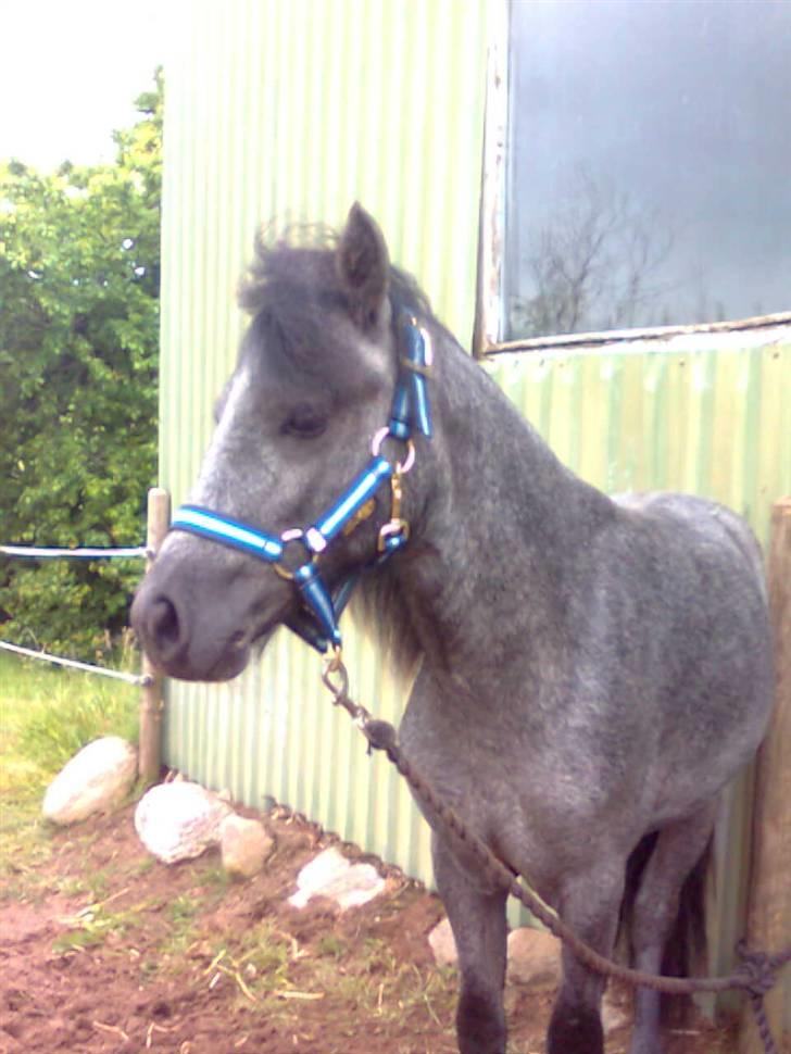 Welsh Mountain (sec A) tarzan <3 billede 13