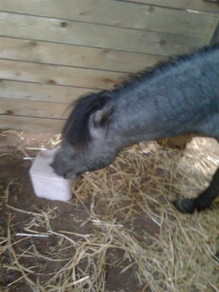 Welsh Mountain (sec A) tarzan <3 billede 14