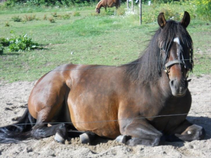 New Forest | Lærke - 15. Det er skønt med en lur ;D  billede 15