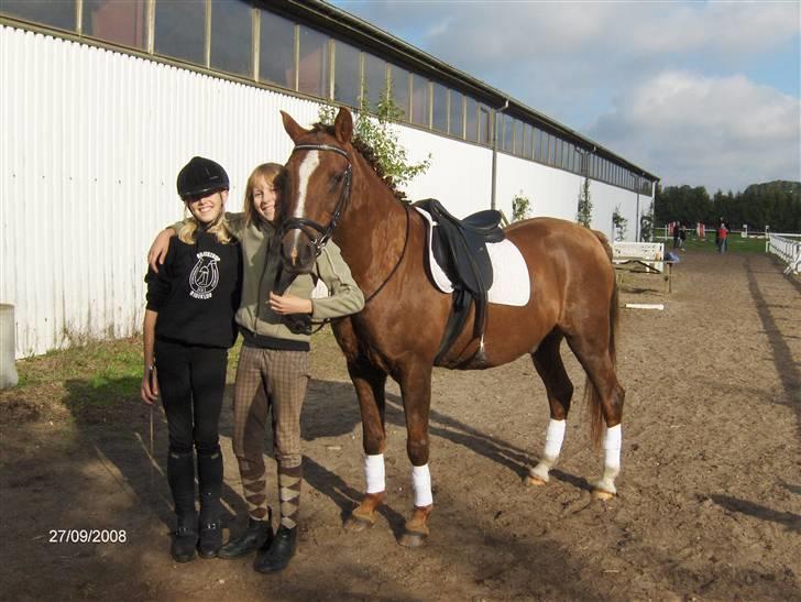 Tysk Sportspony Dancer billede 13