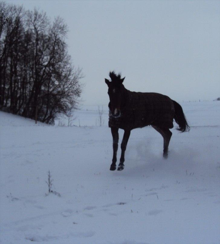 Anden særlig race Gilbert - Skøre pony,, Foto: Miig  billede 3