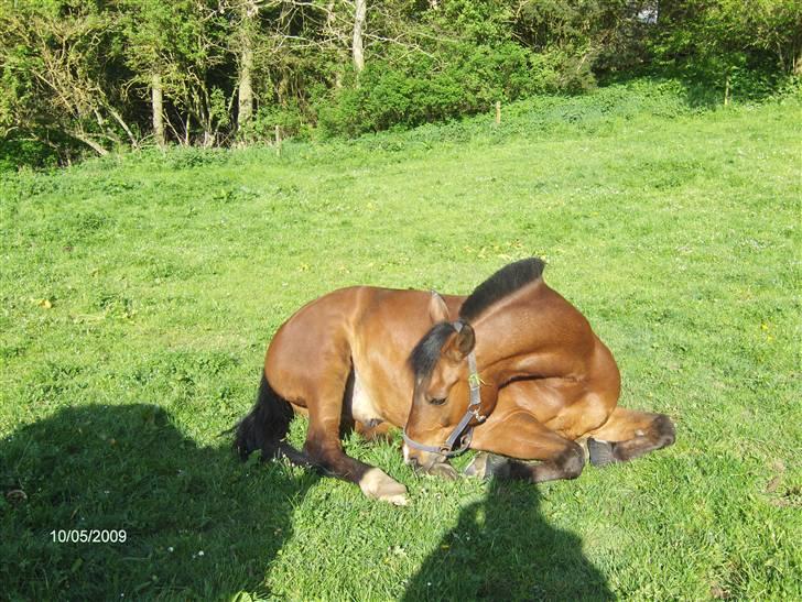 Anden særlig race Gilbert - Foto: Mig/Rikke billede 4