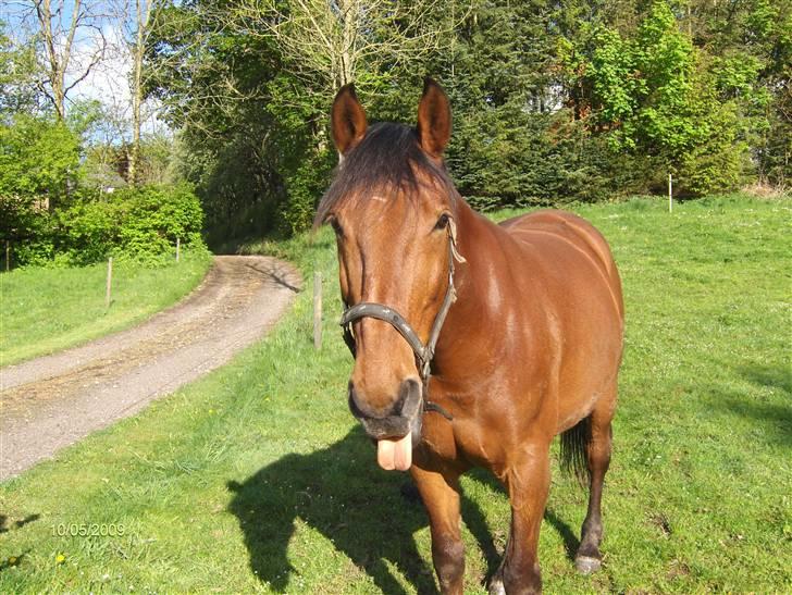 Oldenborg my Ohio dreamer billede 13