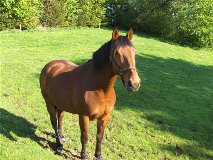 Oldenborg my Ohio dreamer billede 14