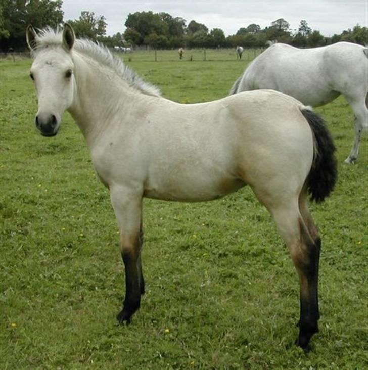 Irsk Sportspony BYE BYE HAZEL SOLGT. - BABE SOM LILLE <3 billede 13