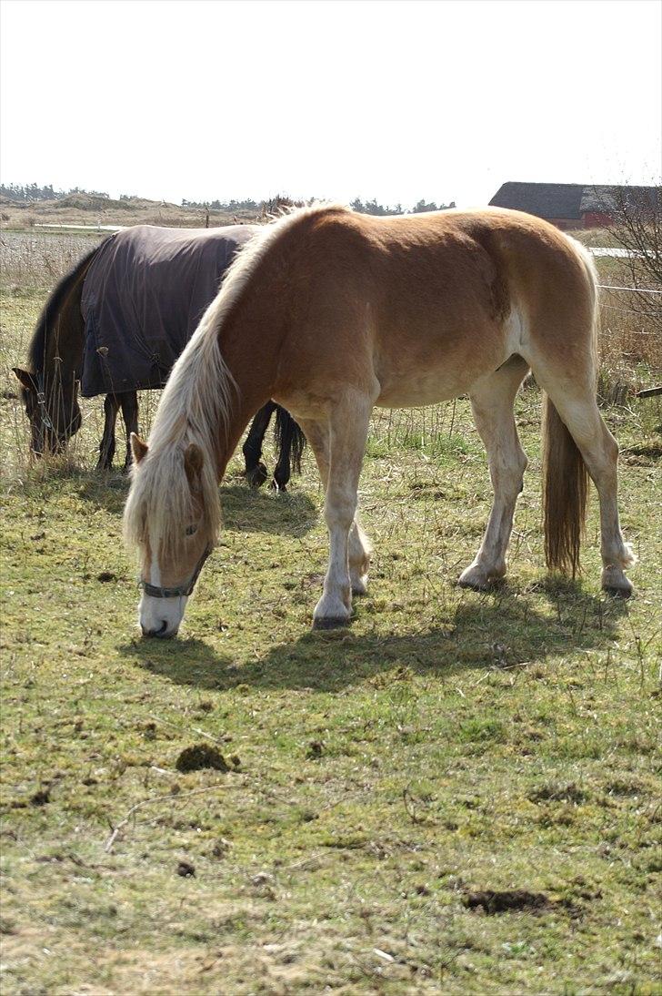 Tyroler Haflinger Nanok Mix Søgaard SOLGT! - 6] 10-04-2011 billede 6