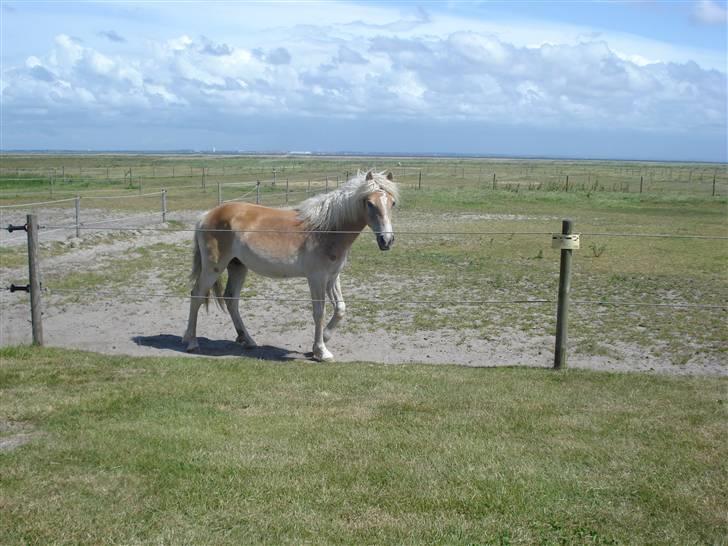 Tyroler Haflinger Nanok Mix Søgaard SOLGT! - 7] billede 7