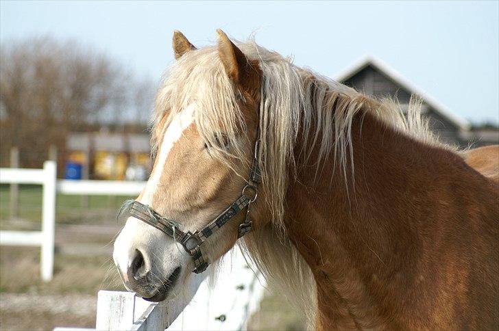 Tyroler Haflinger Nanok Mix Søgaard SOLGT! - 8] billede 8