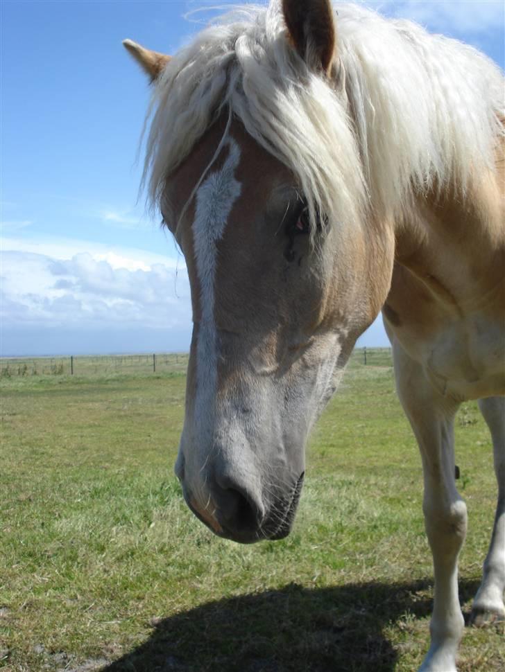 Tyroler Haflinger Nanok Mix Søgaard SOLGT! - 9] billede 9