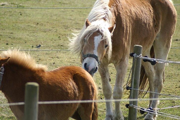 Tyroler Haflinger Nanok Mix Søgaard SOLGT! - 10] Nanok leger med Mini - 10-04-2011 billede 10