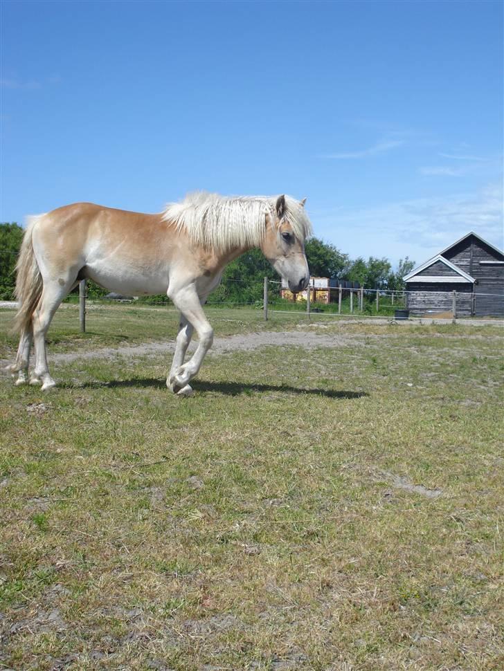 Tyroler Haflinger Nanok Mix Søgaard SOLGT! - 11] billede 11