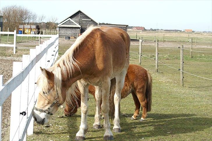 Tyroler Haflinger Nanok Mix Søgaard SOLGT! - 13] Nanok & Mini bagved - 10-04-2011 billede 13