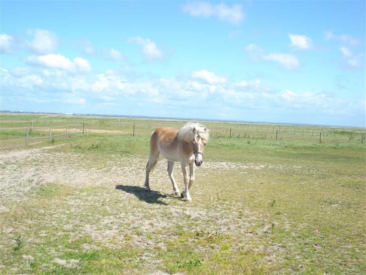 Tyroler Haflinger Nanok Mix Søgaard SOLGT! - 14] billede 14