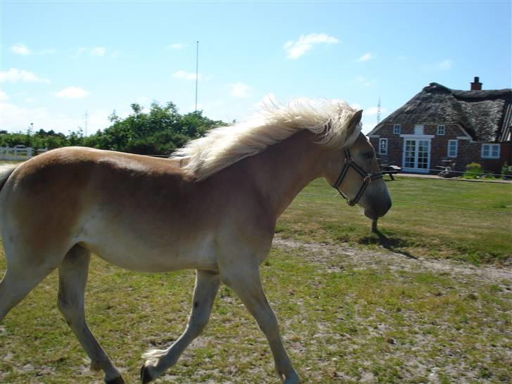 Tyroler Haflinger Nanok Mix Søgaard SOLGT! - 15] billede 15