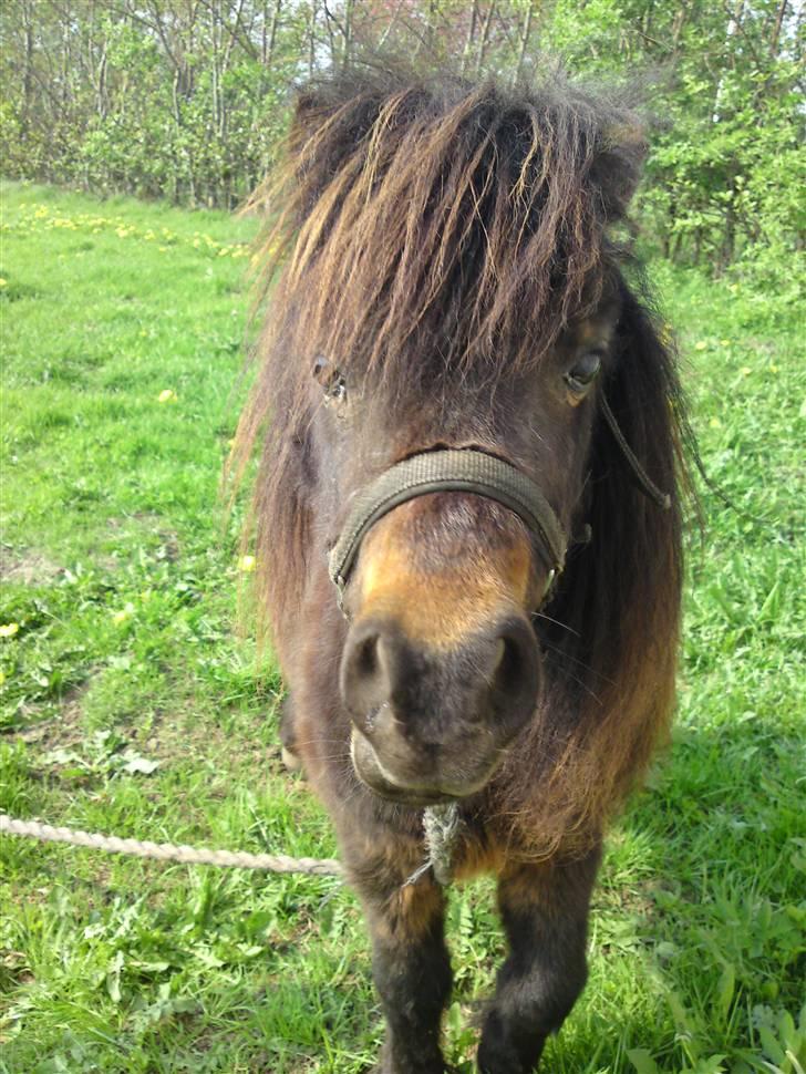 Shetlænder Buller billede 1