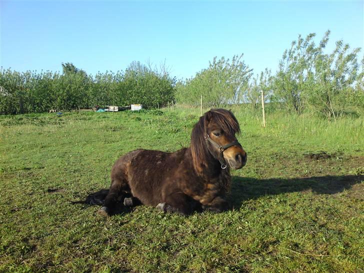 Shetlænder Buller billede 2