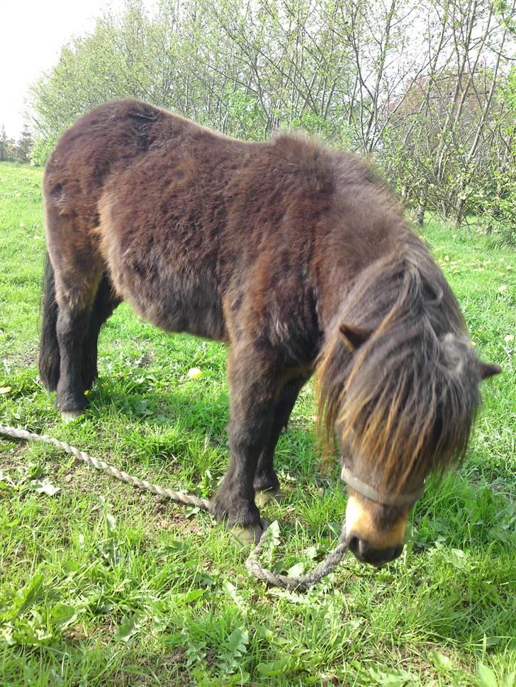 Shetlænder Buller billede 3