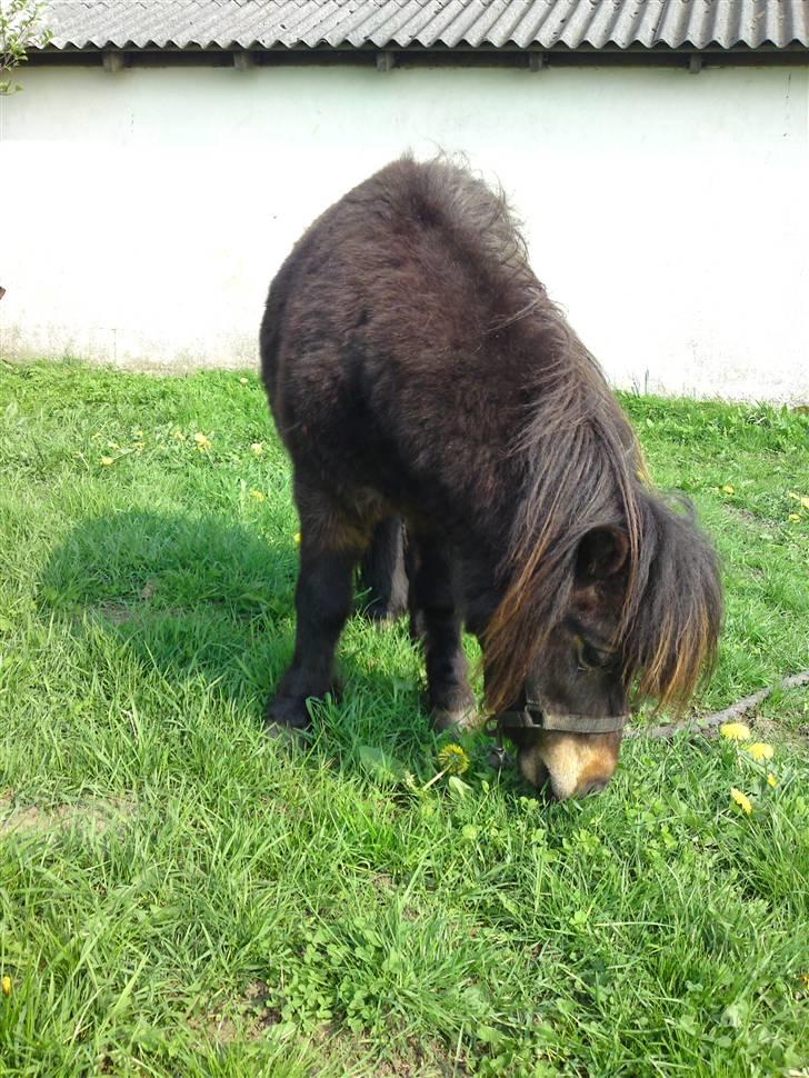 Shetlænder Buller billede 4