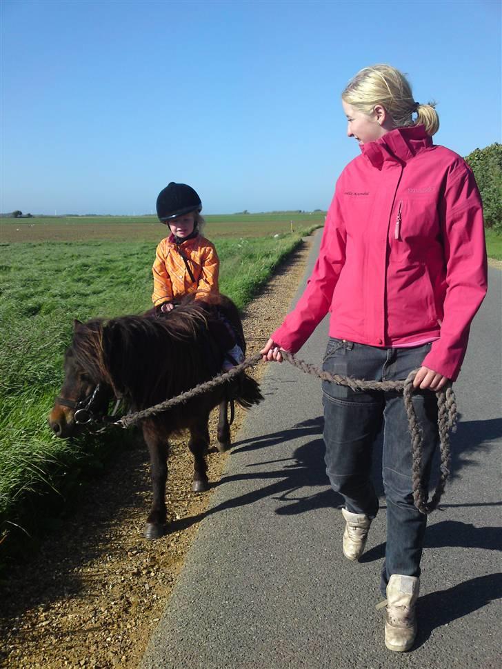 Shetlænder Buller - Kira, Buller og Camilla på tur!! billede 5