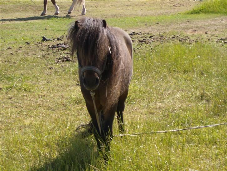 Shetlænder Buller - Smukke dreng!! billede 6