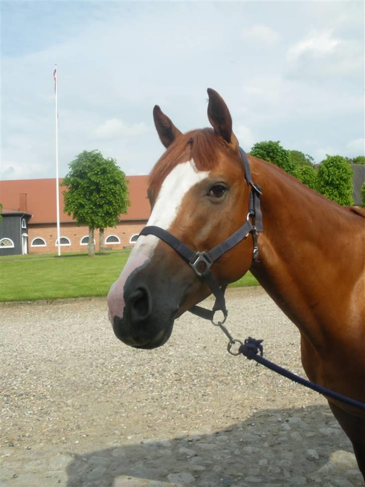 Dansk Varmblod Timberlake SOLGT ;( billede 4