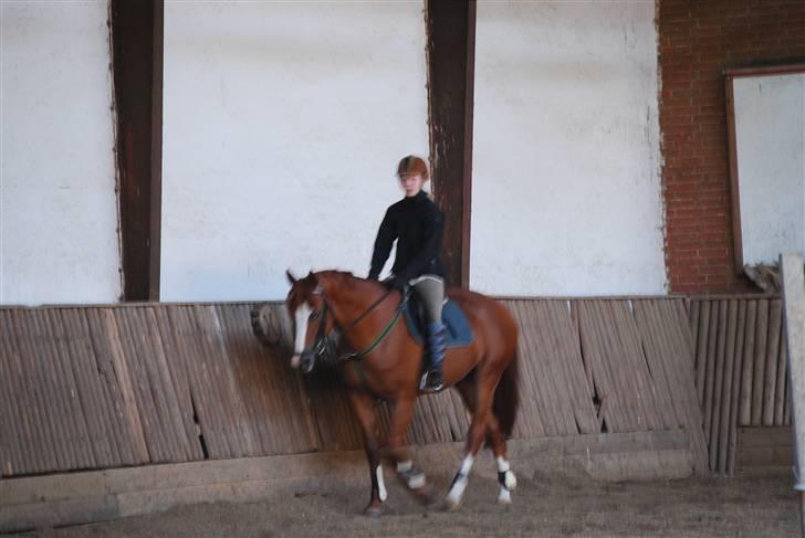 Dansk Varmblod Timberlake SOLGT ;( billede 5