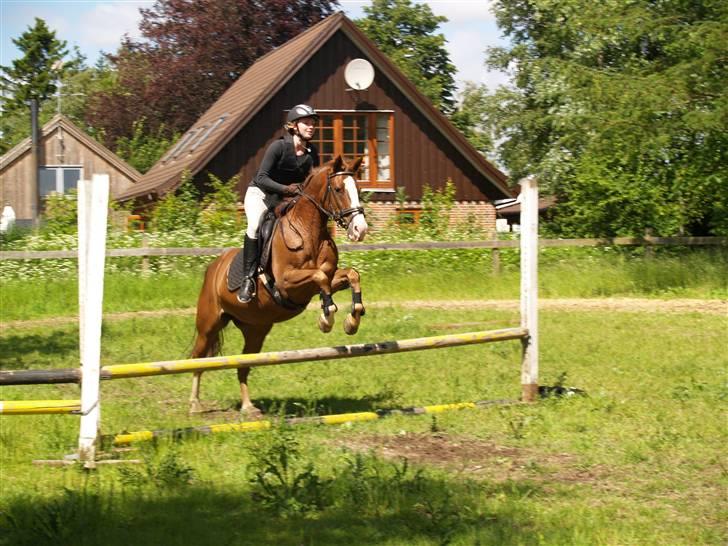 Connemara safi robin(solgt) billede 1