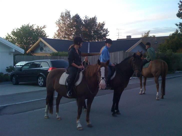 Connemara safi robin(solgt) billede 2