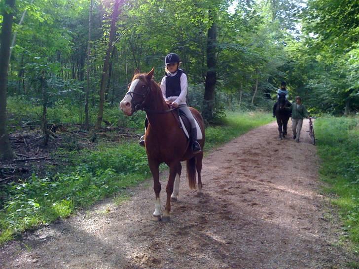 Connemara safi robin(solgt) billede 3