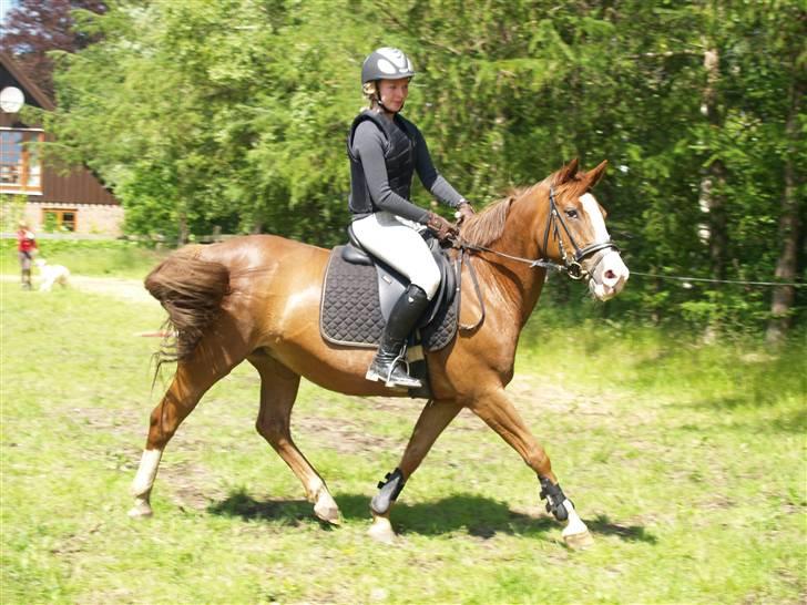 Connemara safi robin(solgt) billede 4