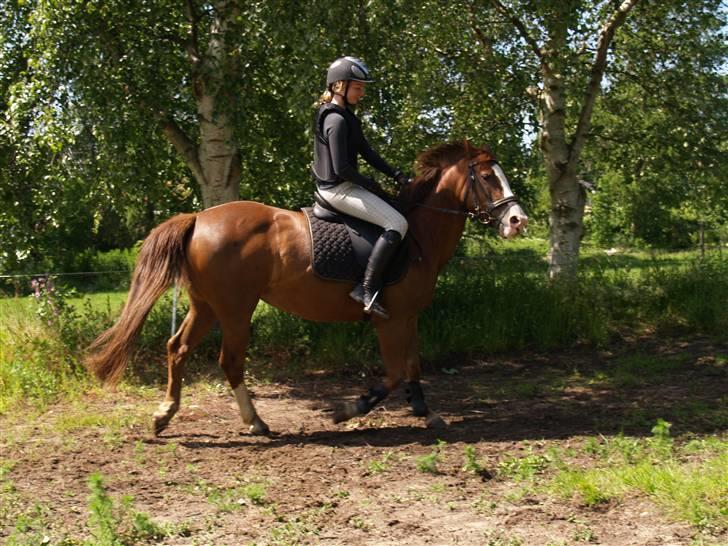 Connemara safi robin(solgt) billede 5